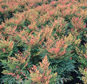 Nandina domestica 'Gulf Stream'