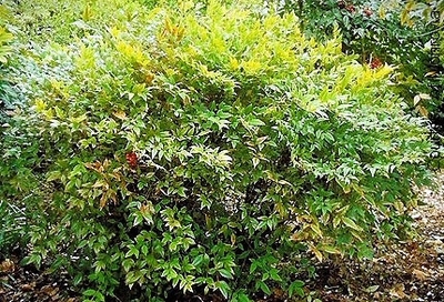 Nandina domestica 'Moon Bay'