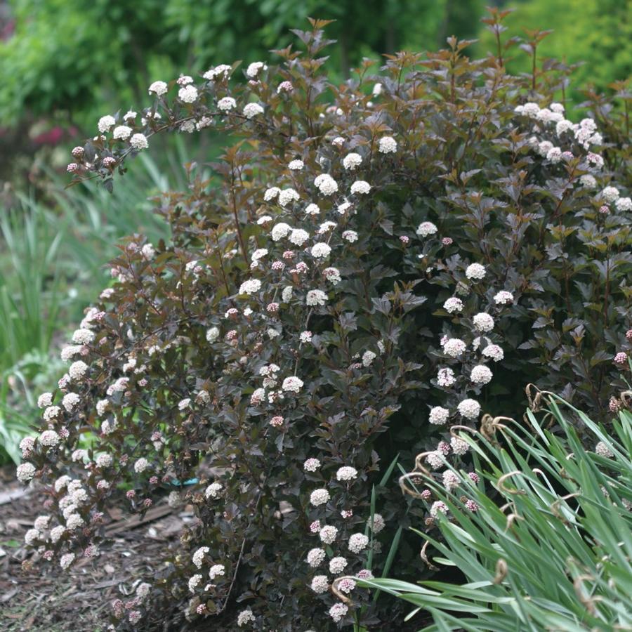 Physocarpus opulifolius Summer Wine®