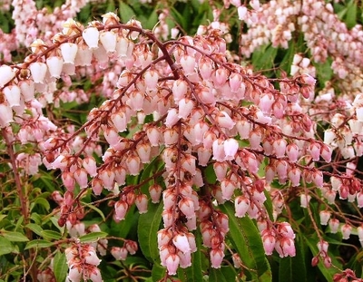 Pieris japonica 'Valley Rose'