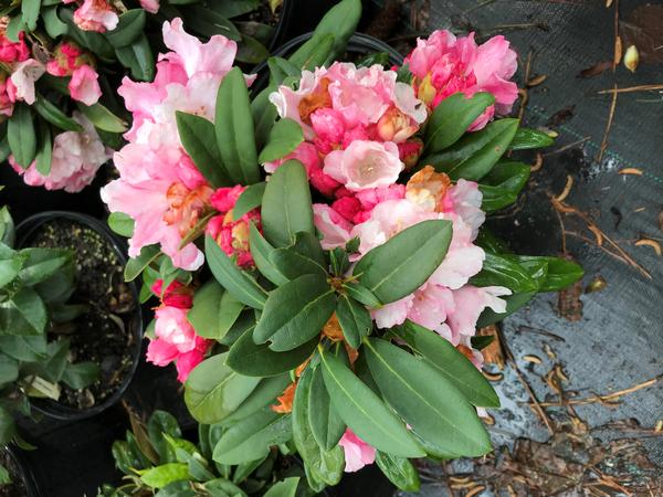 Rhododendron 'Mardi Gras'