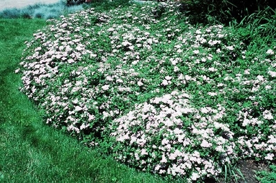 Spiraea japonica 'Little Princess'