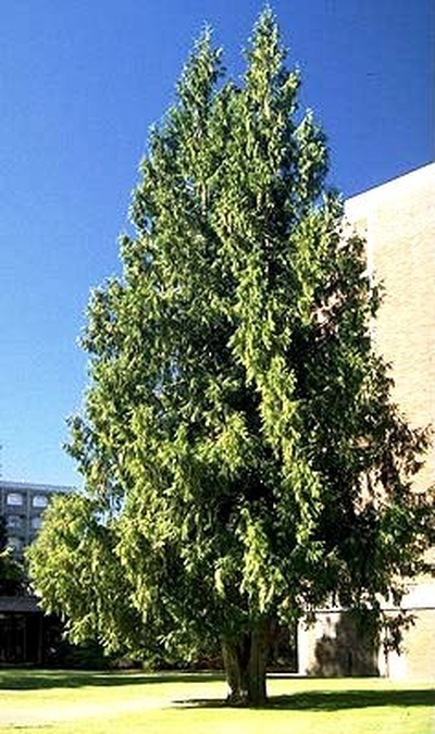 Thuja plicata 'Green Giant'