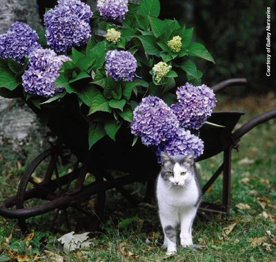 Hydrangea macrophylla Endless Summer®