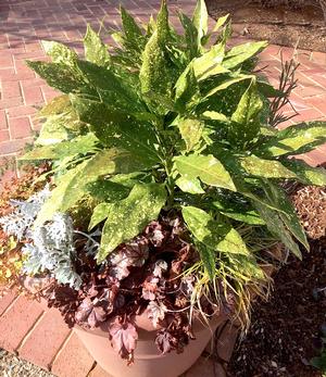 Aucuba japonica 'Gold Dust'