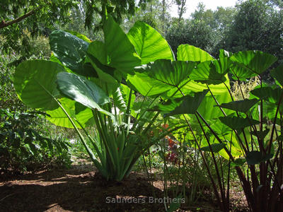 Colocasia gigantea 'Thailand Giant Strain'