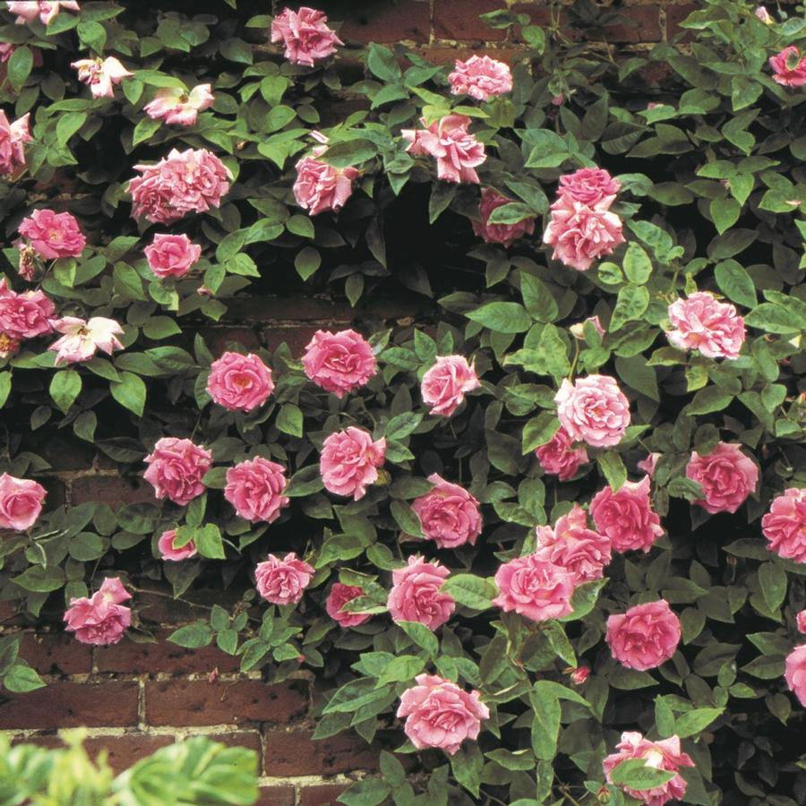 Rose Climber 'Zéphirine Drouhin'