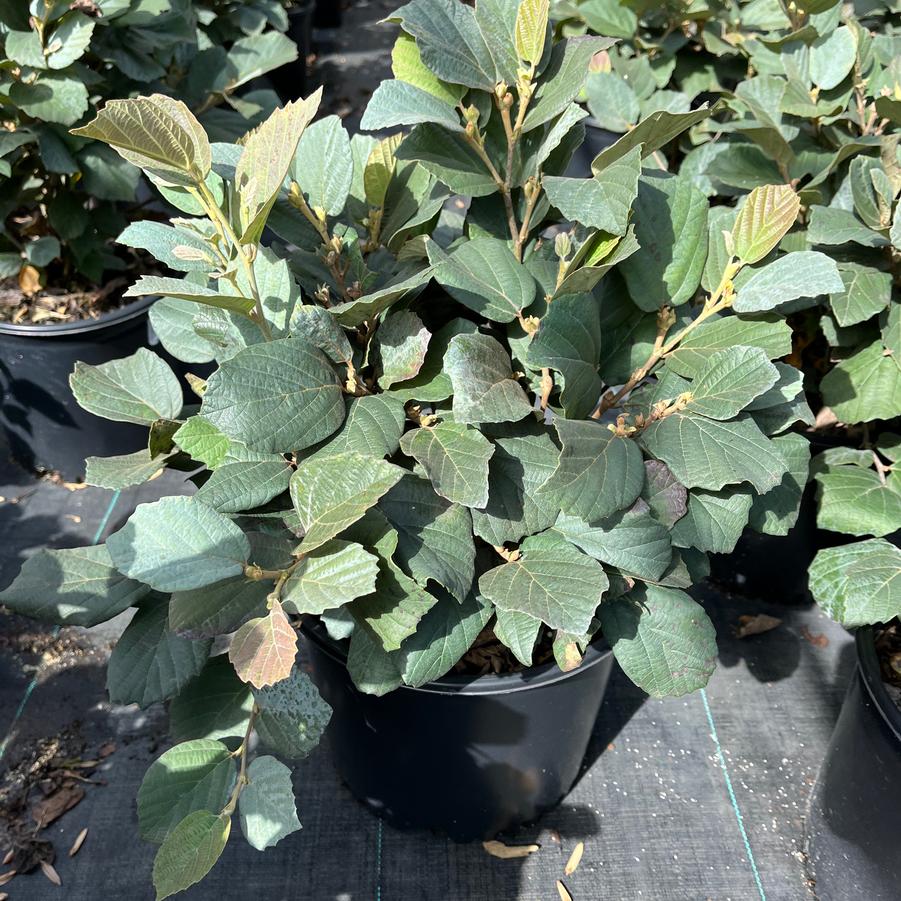 Fothergilla major 'Blue Shadow'