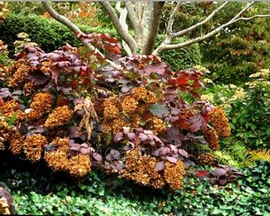 Hydrangea quercifolia 'Snowflake'