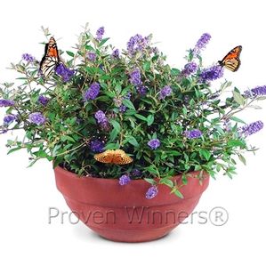 Buddleia Lo & Behold® 'Blue Chip'