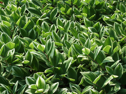 Polygonatum odoratum 'Variegatum'