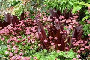 Eucomis comosa 'Oakhurst'