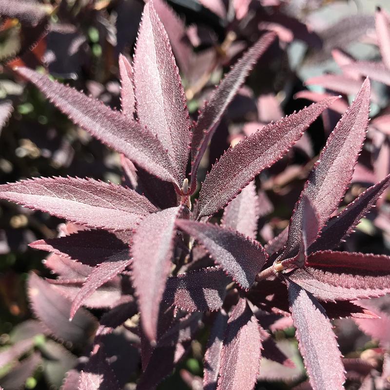 Deutzia gracilis 'Nikko'