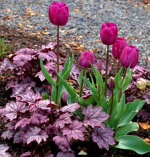 Heuchera 'Sugar Plum'