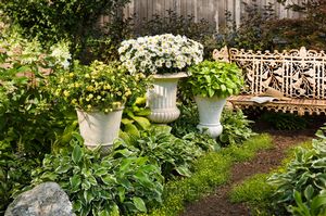 Leucanthemum superbum Daisy May®