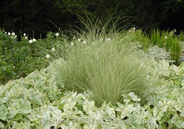 Miscanthus sinensis 'Morning Light'