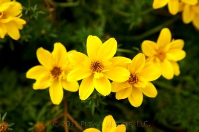 Bidens ferulifolia Goldilocks Rocks™