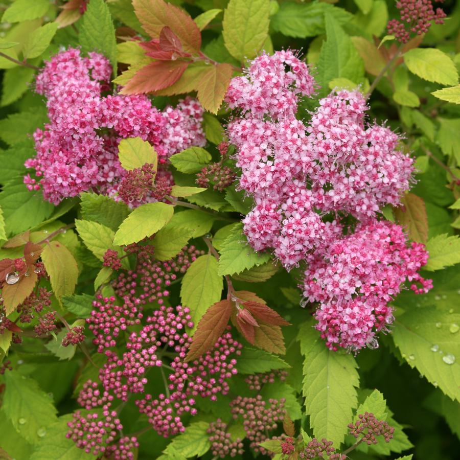 Spiraea x Double Play Big Bang®