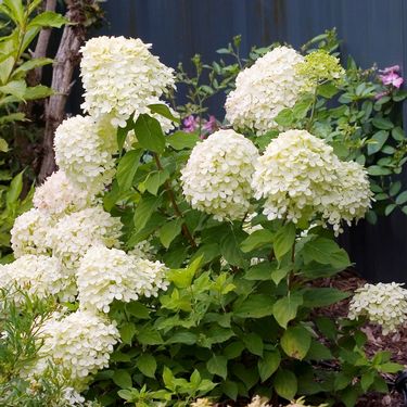 Hydrangea paniculata Little Lime®