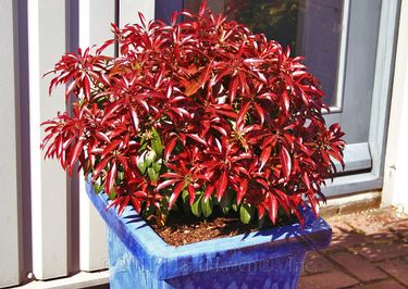 Pieris japonica 'Katsura'