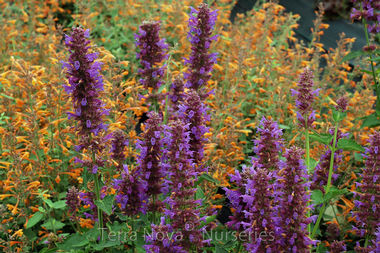 Agastache 'Blue Boa'