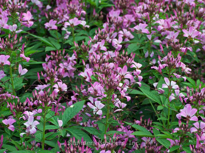 Cleome Senorita Rosalita®