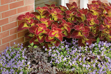 Coleus ColorBlaze® Dipt in Wine