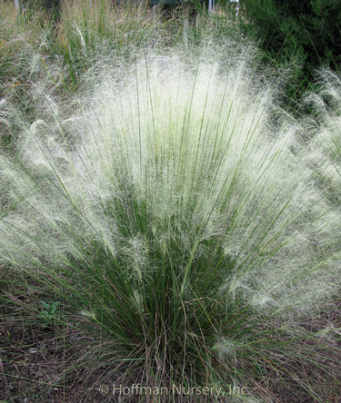 Muhlenbergia capillaris 'White Cloud'