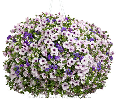 Verbena Superbena&reg; Royale Chambray