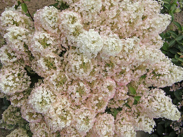 Hydrangea paniculata Bobo®