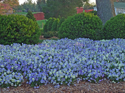 Pansy Cool Wave® Frost