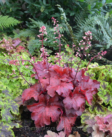 Heuchera 'Fire Alarm'