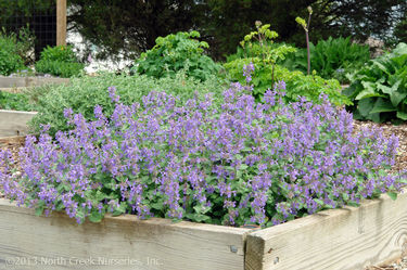 Nepeta 'Early Bird'