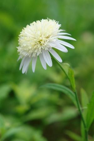 Asteromea mongolica 