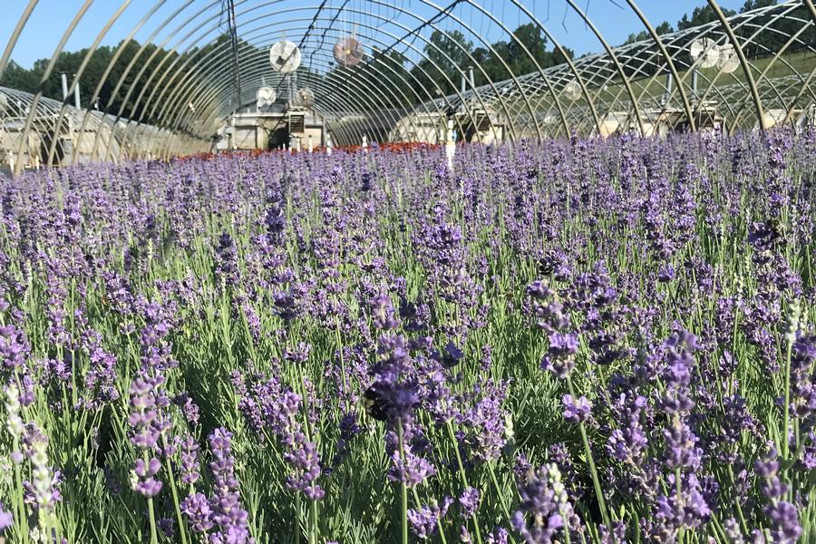 Lavandula angustifolia 'Munstead Strain'