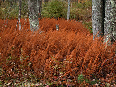 Dennstaedtia punctilobula 