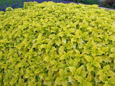 Coleus 'Wasabi'