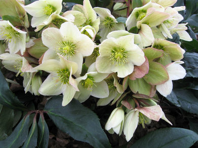 Helleborus Helleborus Gold Collection® Champion