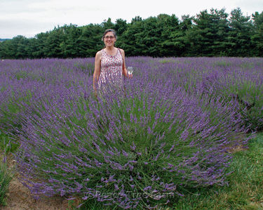 Lavandula x intermedia 'Phenomenal'