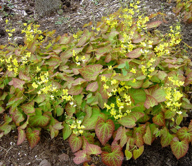 Epimedium x perralchicum 'Frohnleiten'