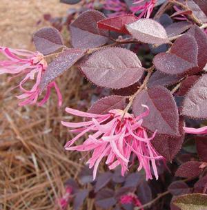 Loropetalum chinense var. rubrum Crimson Fire™