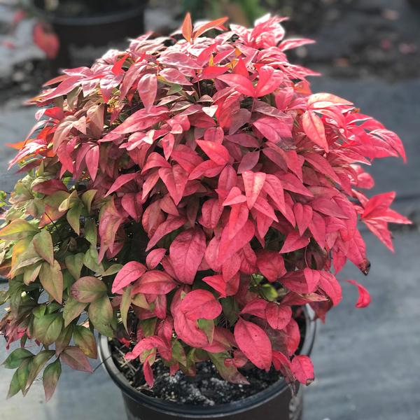 Nandina domestica Blush Pink™