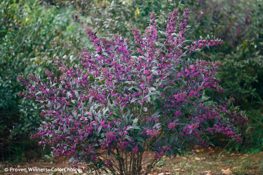 Callicarpa x Pearl Glam®