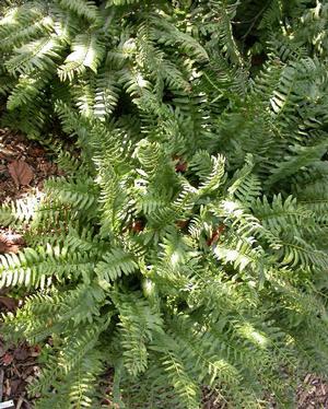 Polystichum acrostichoides 