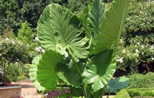 Alocasia 'Calidora'