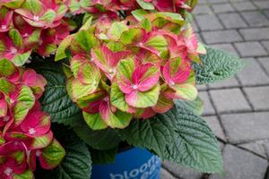 Hydrangea macrophylla Tilt-A-Swirl®