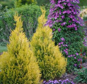 Thuja plicata Fluffy®