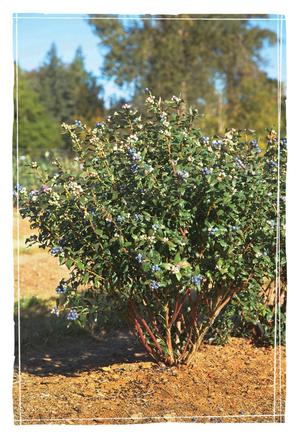 Vaccinium Bushel and Berry® Perpetua®