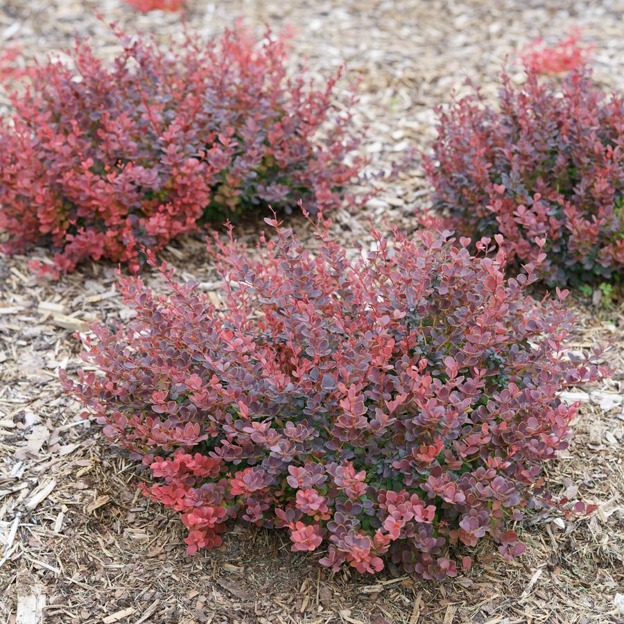 Berberis thunbergii Sunjoy Mini Maroon®