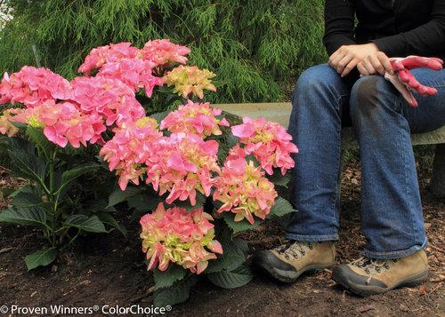 Hydrangea macrophylla Cityline® Venice